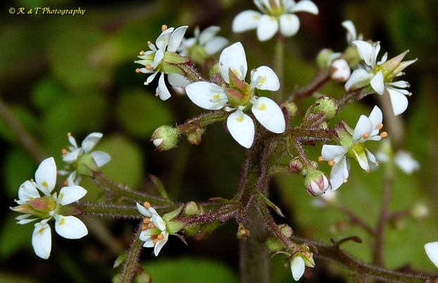 {Micranthes micranthidifolia}